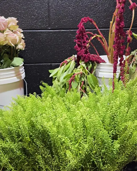 Fresh burgundy amaranthus and soft green fern in buckets at the flower market