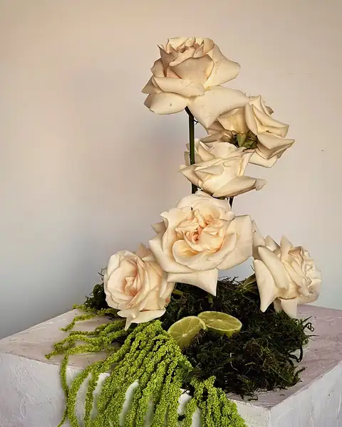 Ivory garden roses rising from moss with sliced limes and trailing green amaranthus on a plaster plinth in the Eden studio